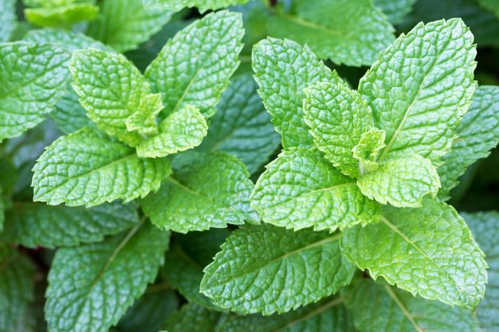 Immagine prodotto Samen Mauser Menta piperita (Semi di erbe)