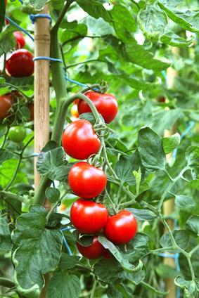 Actual product image Samen Mauser Cherry (Vegetable seeds)