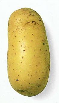 Produktbild Samen Mauser Bio Saatkartoffel (Gemüsesamen)