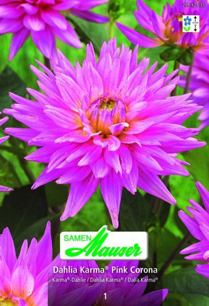 Produktbild Samen Mauser Karma-Dahlie Pink CoronaSchnittdahlien (Blumensamen)