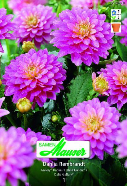 Actual product image Samen Mauser Gallery Dahlia Rembrandt (Flower seeds)