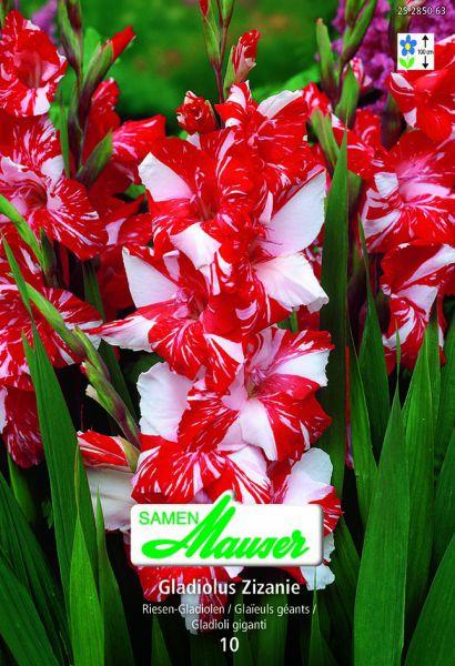 Samen Mauser Gladiole Zizanie (Blumensamen)