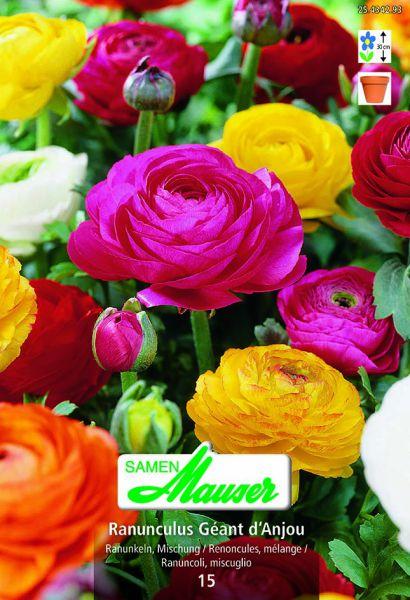 Produktbild Samen Mauser Ranunkeln Géant d'Anjou Mischung (Blumensamen)