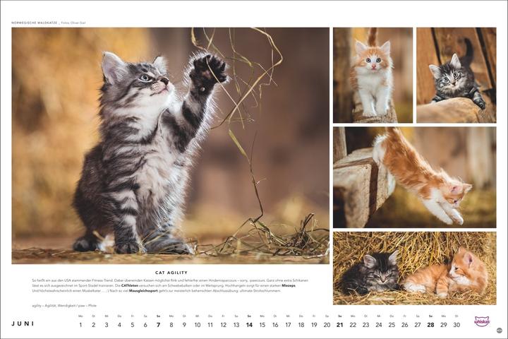 Produktbild Whiskas Katzenkalender 2026 (45 x 30 cm, Harter Einband, Deutsch)