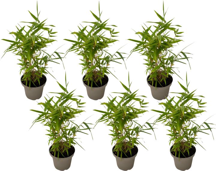 Produktbild Plant in a Box Fargesia nitida 'Black Dragon' - Bambus (25 cm)