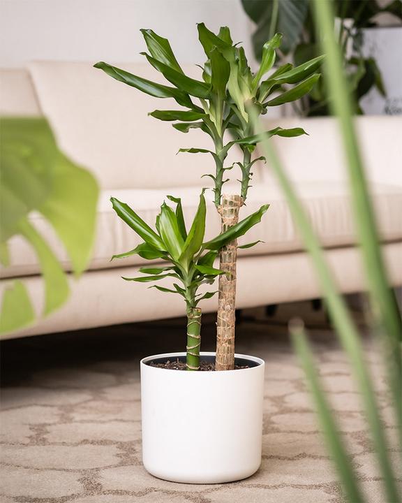 Actual product image feey Large dragon tree (85 cm, Freshly repotted)