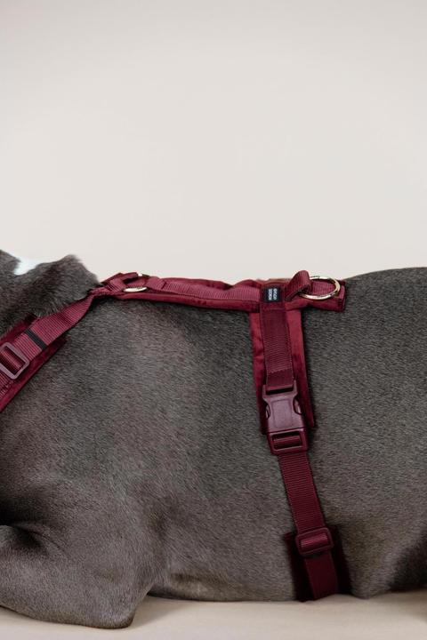Produktbild Kentucky Dogwear Hundegeschirr Aktiv Velvet (XS, Hund, Allgemein)