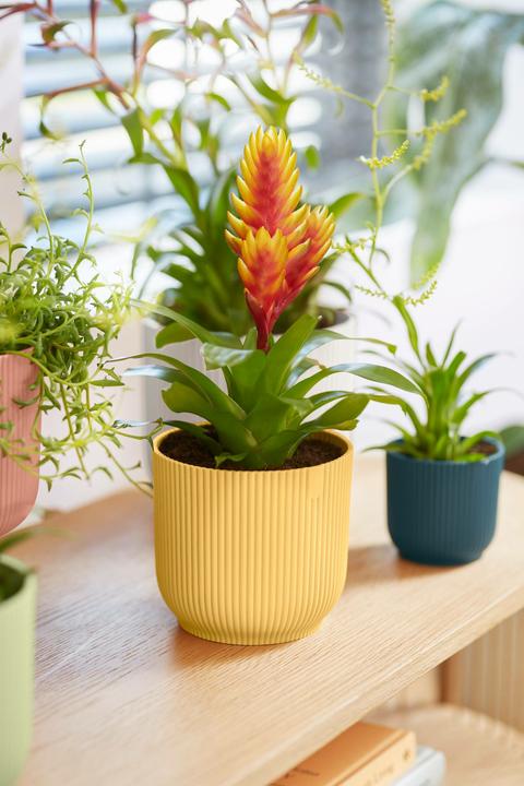 Immagine prodotto Elho Vibes Fold (18.30 cm)