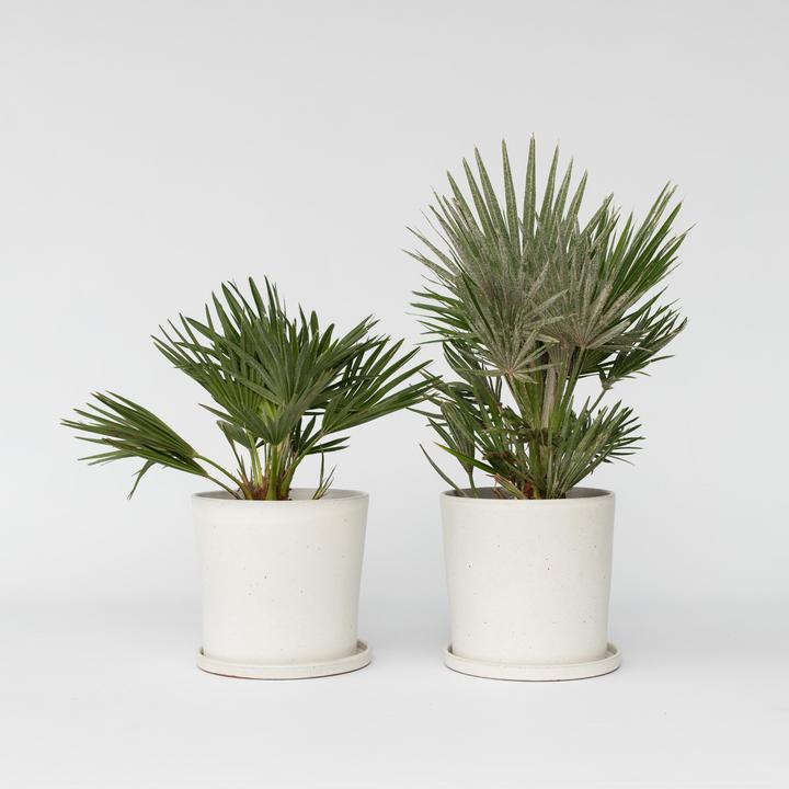 Produktbild Plant in a Box Chamaerops 'Vulcano' - 2er Set Vulkan Zwergpalme (35 cm)