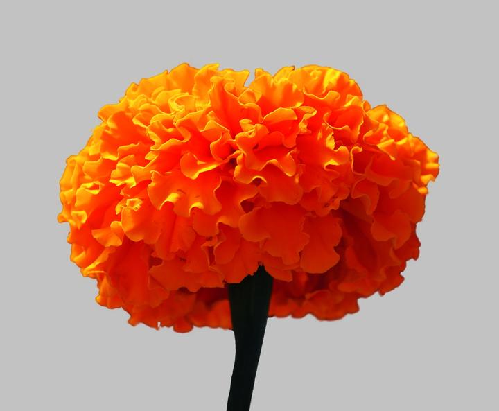 Produktbild Zollinger Bio Tagetes (Studentenblume), Färbertagetes (einjährig) (Keimlinge)
