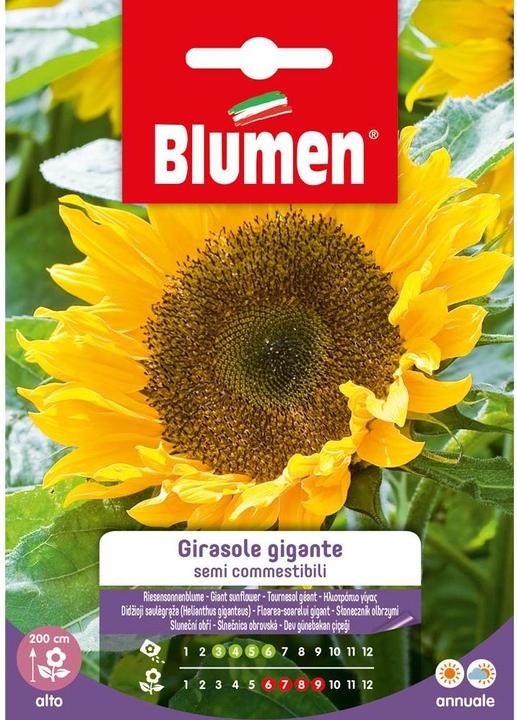 Actual product image Blumen Sunflower Gigante seed (Bulbous plant)