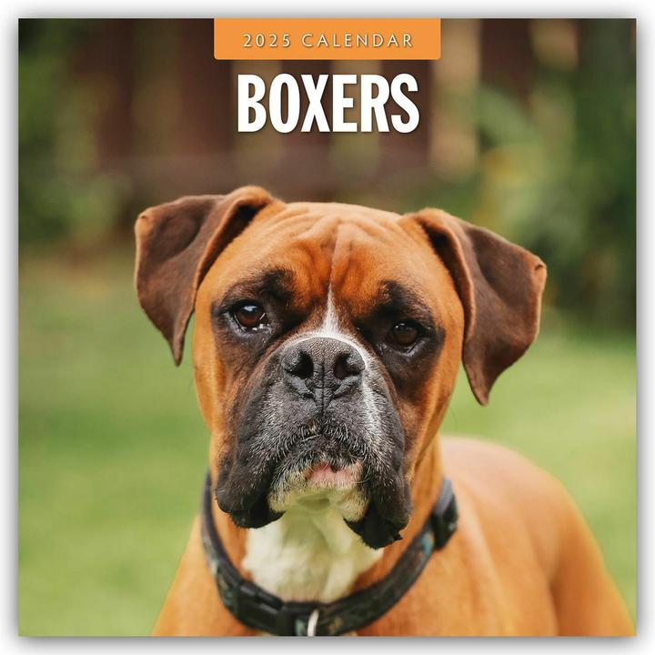 Produktbild Boxers - Deutscher Boxer 2025 - 16-Monatskalender