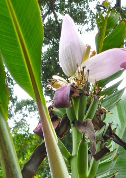 Actual product image Tropica Kenya banana (Fruit seed)