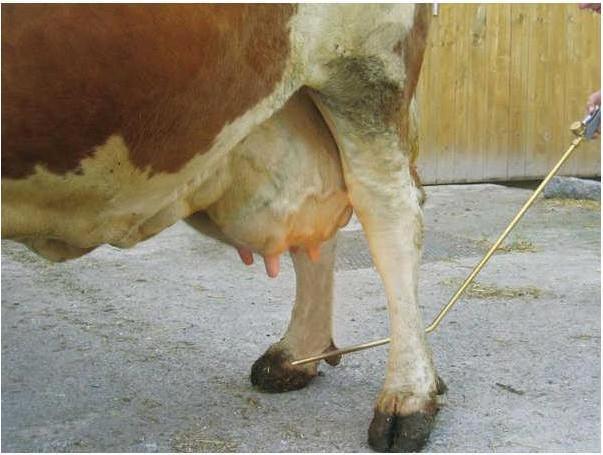 Produktbild Kerbl Euterhaarentferner PREVENTA mit Gaskartuschenanschluss (Hund)