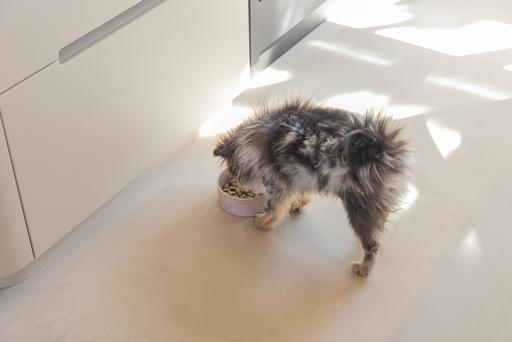 Actual product image Designed by Lotte Jace dog bowl (0.45 l)