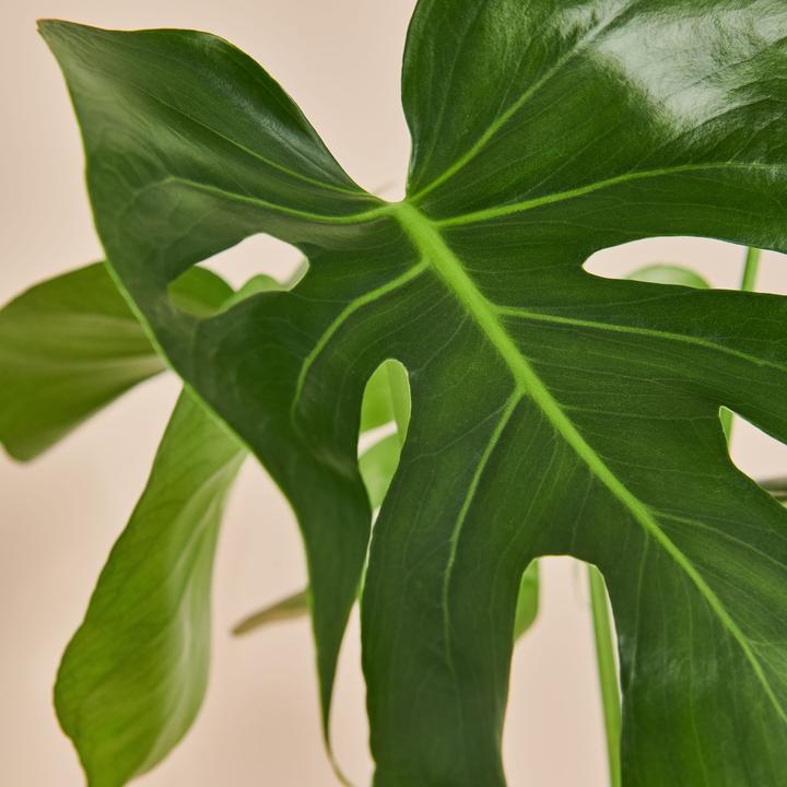 Produktbild Mary and Plants Monstera (65 cm)