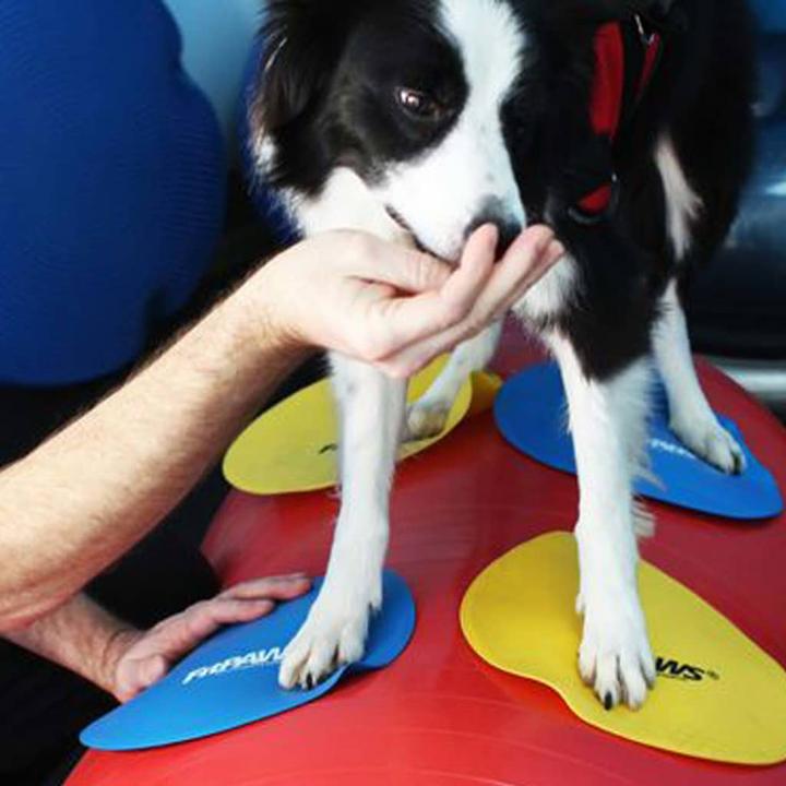 Produktbild FitPaws Target (One Size, Agility)