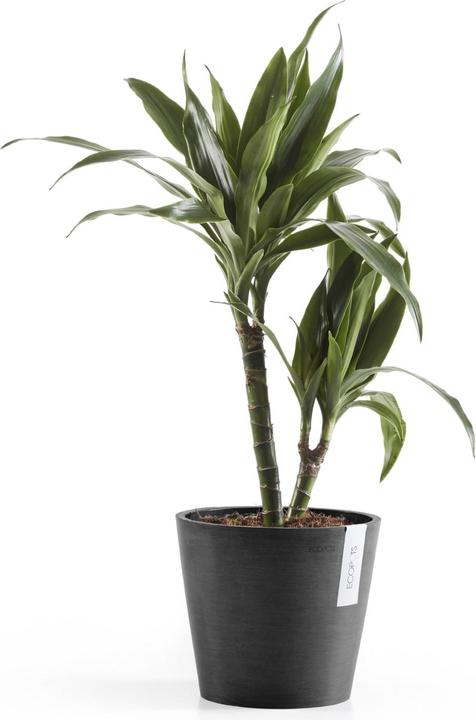Actual product image Ecopots Amsterdam (20 cm)