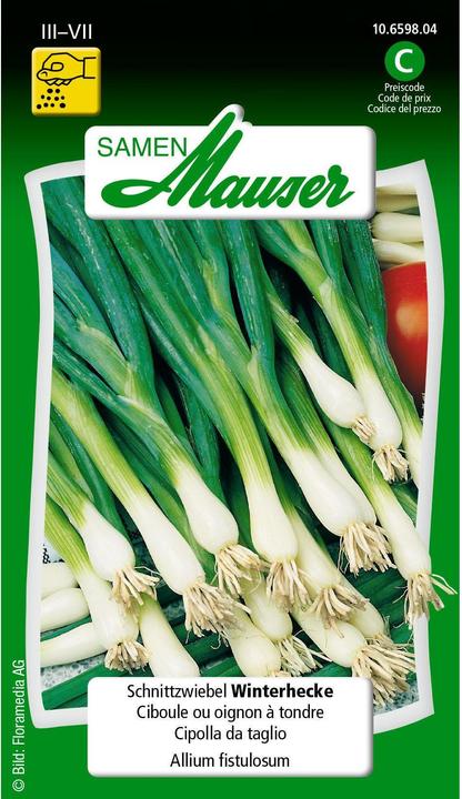 Samen Mauser Schnittzwiebel Winterhecke (Blumenzwiebel)