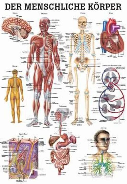 Actual product image Rüdiger Anatomical Teaching Chart The Human Body German (34 x 34 cm)