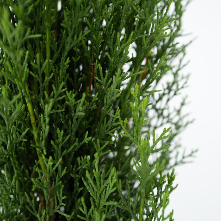 Actual product image Plant in a Box Cupressus sempervirens 'Totem' - 2er Set Toskanische Zypresse (60 cm)