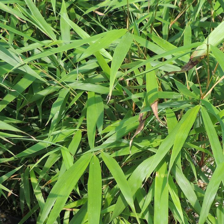 Produktbild Zulauf Garten-Bambus / Fargesia scabrida 'Asian Wonder' (60 cm)