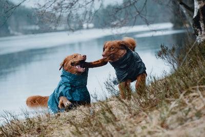 Image du produit Hurtta Monsoon Coat bilberry (65, Manteau pour chien)