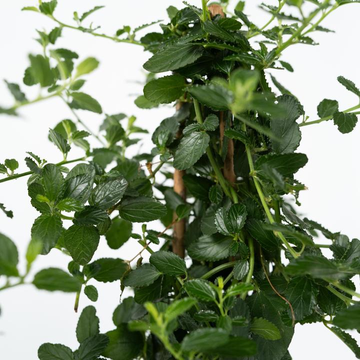 Immagine prodotto Plant in a Box Ceanothus thyrsiflorus Repens - 2er Set Krebsblume Pyramide (60 cm)