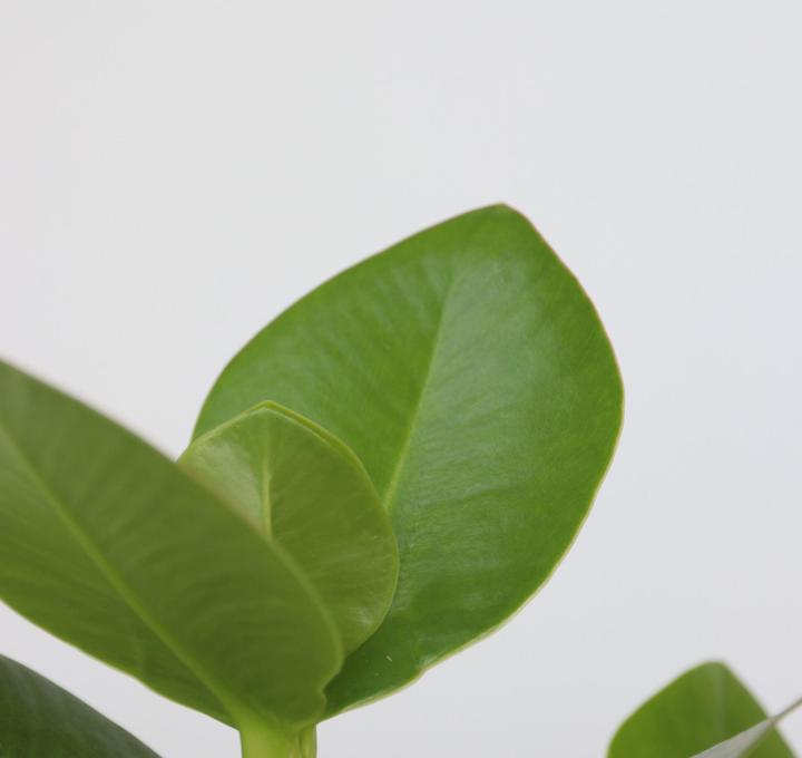 Actual product image Plant in a Box Areca, Asplenium, Clusia, Philodendron, Spathiphyllum - 5 Mix Air Purifying Plants (25 cm)