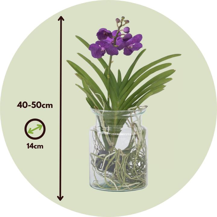 Actual product image Plant in a Box Vanda 'Blue' - Orchid (45 cm)