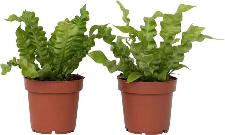 Produktbild Plant in a Box Asplenium nidus 'Crispy Wave' - 2er Set Gekräuselte Vogelnestfarn (25 cm)