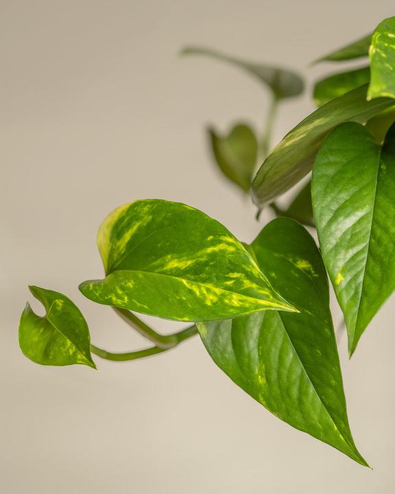 Actual product image feey Grosse Efeutute (70 cm, Freshly repotted)
