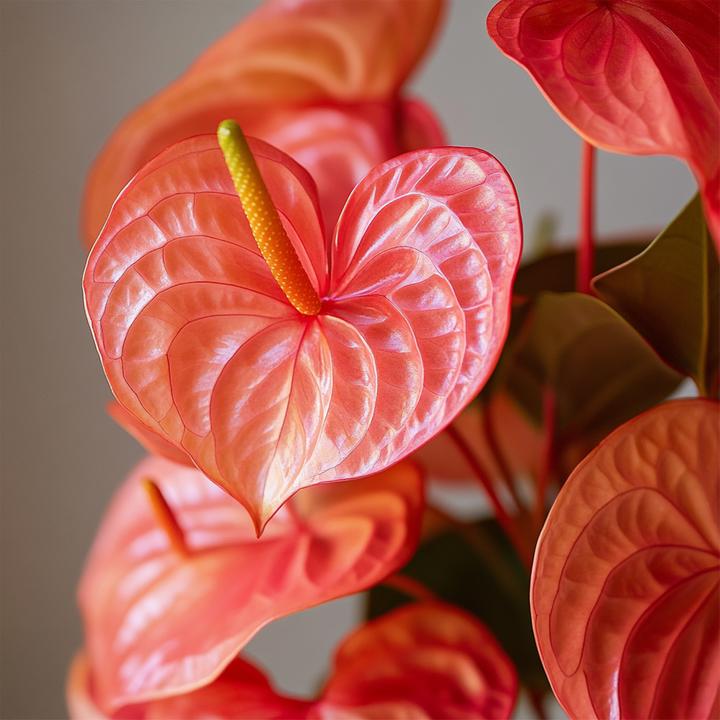Immagine prodotto Plant in a Box Anthurium 'Madural Orange' - (55 cm)