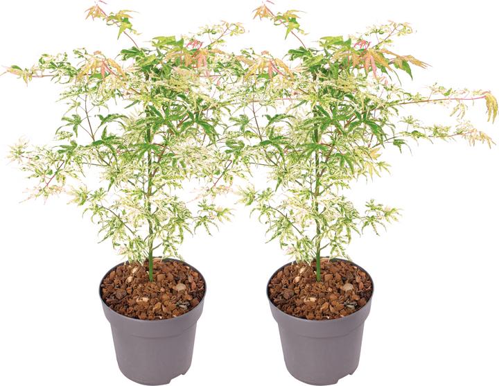 Image du produit Plant in a Box Acer palmatum 'Ukigumo' - Set de 2 érables japonais (50 cm)