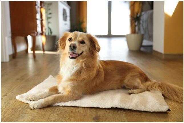 Image du produit Kerbl Theo (Chien)