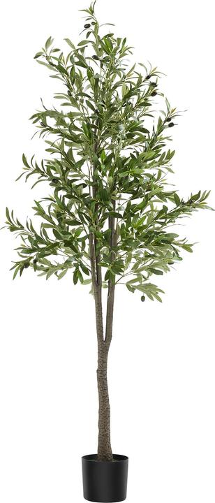 Immagine prodotto tectake Olivenbaum Oleand (180 cm)