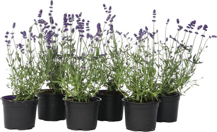 Immagine prodotto Plant in a Box Lavandula angustifolia - set di 6 piante di lavanda (10 cm)
