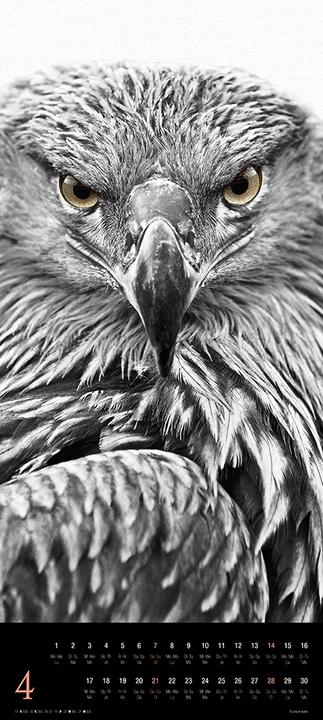 Actual product image Animals 2024 (30 x 30 cm, Hardcover, Spanish, French, Italian, Polish, English, Dutch, Czech, German)