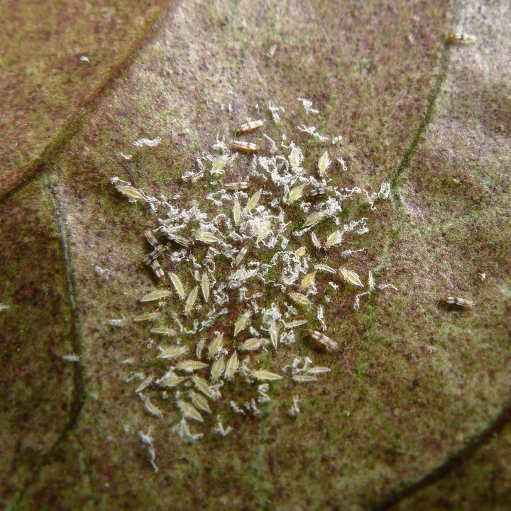 Actual product image Andermatt Biogarten NeemAzal-T/S (Harmful insects)