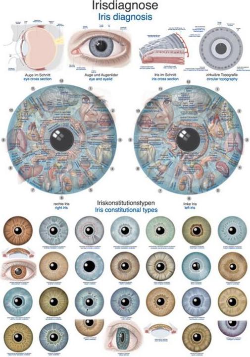 Immagine prodotto Erler Zimmer Lavagna didattica per la diagnosi dell'iride, 70x100cm