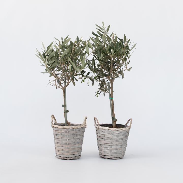 Image du produit Plant in a Box Olea Europaea - Olivier en panier (45 cm)