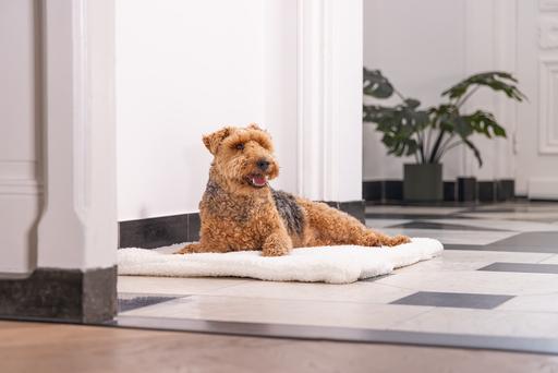 Productafbeelding Designed by Lotte Ligkussen Ligra (Hond)