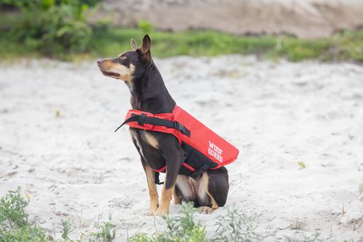 Beeztees Safety life jacket