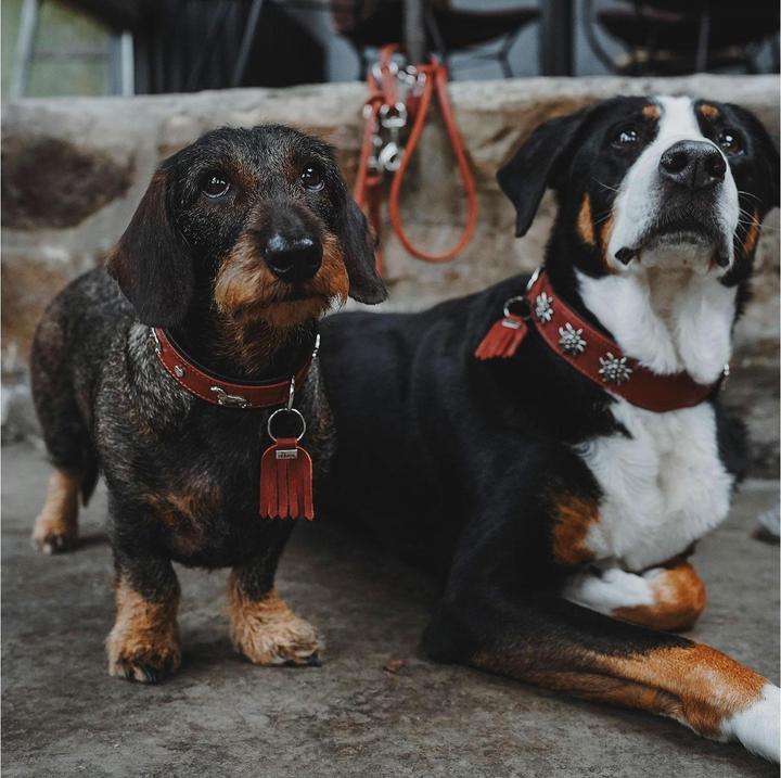 Produktbild Hunter Halsband München für Hunde 55 (Hund, Allgemein)