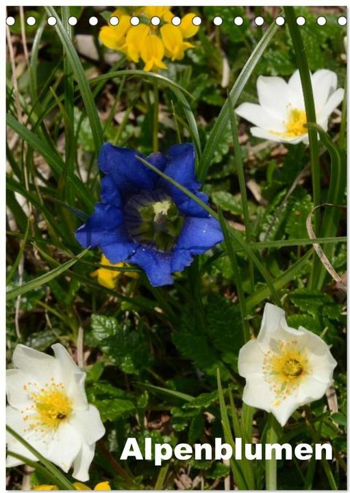 Produktbild Alpenblumen (Tischkalender 2025 DIN A5 hoch), Monatskalender (A5, Kein Einband, Deutsch)
