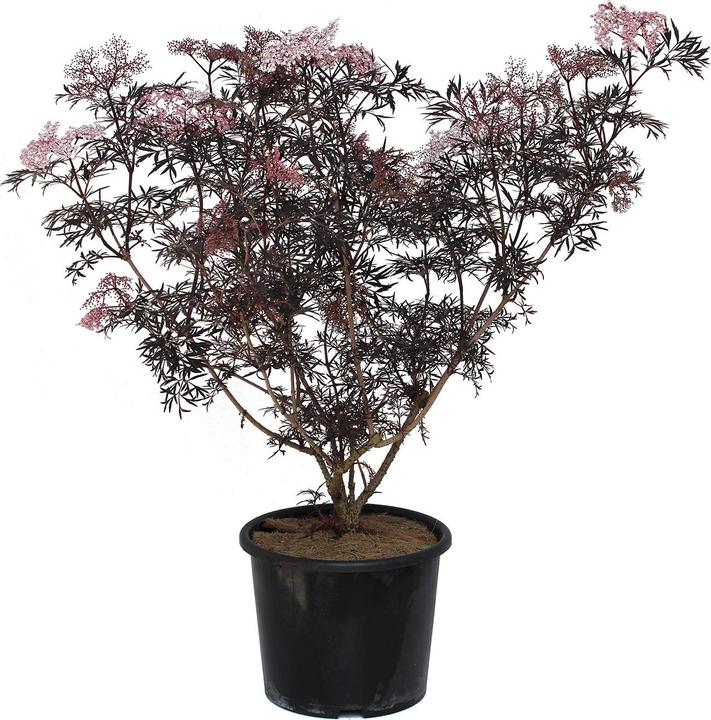 Produktbild Zulauf Schwarzer Holunder / Sambucus nig. 'Black Lace' (70 cm)