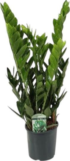 Immagine prodotto Plantlovers Zamioculcas Zamiifolia (Glücksfeder) (70 cm, Appena rinvasata)