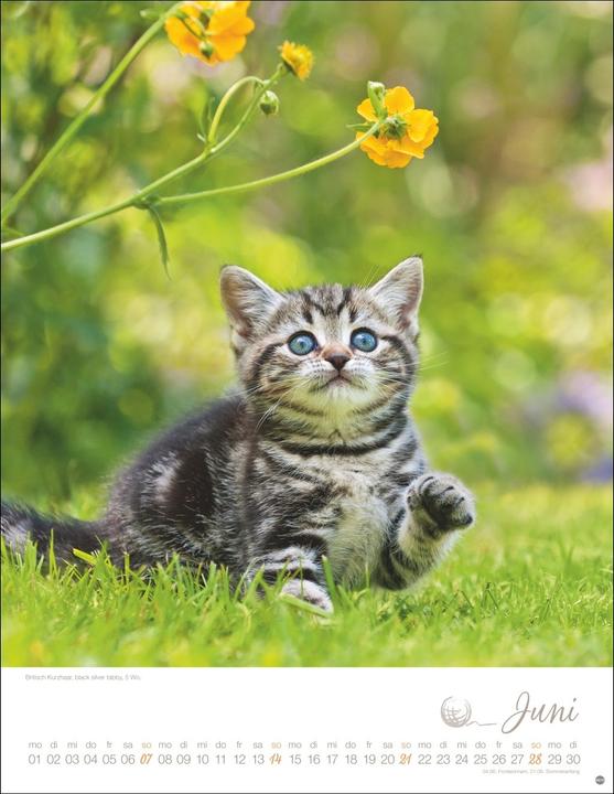 Produktbild Katzenkinder Posterkalender 2026 (34 x 44 cm, Harter Einband, Deutsch)