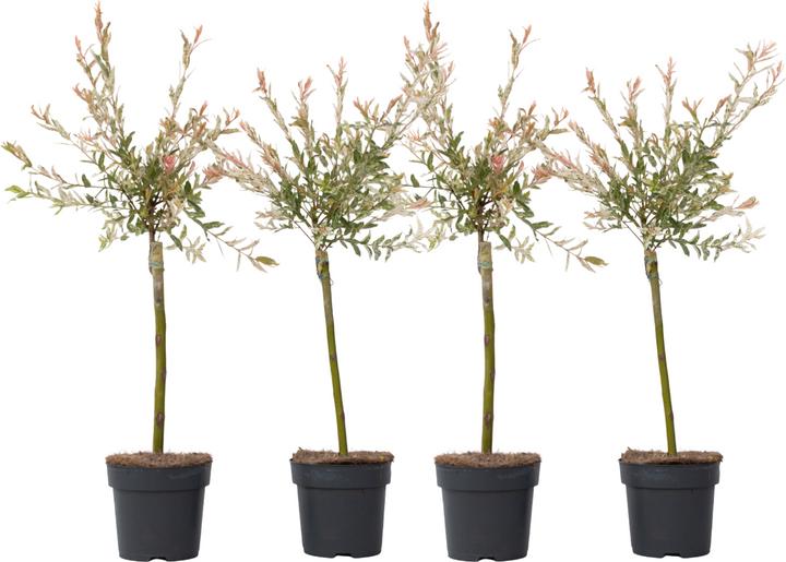 Actual product image Plant in a Box Salix integra 'Flamingo' - Set of 4 Loosestrife (60 cm)