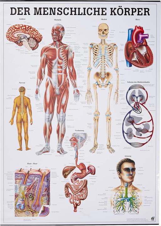 Produktbild Rüdiger Anatomische Lehrtafel Der menschliche Körper Deutsch (70 x 70 cm)